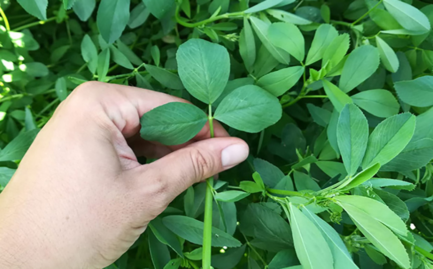 SEMILLAS DE COLZA Y ALFALFA, MAS SEEDS